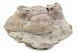 Bargain, Enrolled Asaphus Trilobite - Russia #363253-1